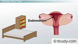 uterus definition function layers