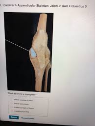 Condyle forms an articulation with another bone; Solved L Cadaver Appendicular Skeleton Joints Quiz Chegg Com
