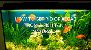 get rid of algae from a fish tank