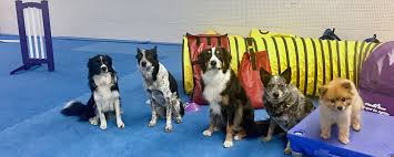 best dog kennel flooring ers guide