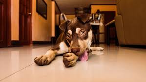 why your dog is licking and what to do