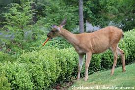 using hair to keep squirrels and deer