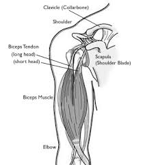 Tendons in the knee play a very important role in holding the knee and the muscles together. Biceps Tendon Tear At The Shoulder Orthoinfo Aaos