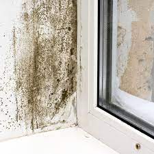common areas for mold growth