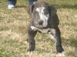 These are the dog breeds of 13 famous dogs. Great Dane Puppies For Sale