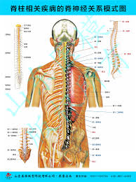 Spine Wall Chart Spine Overview Hospital Department Wall Chart Anatomical Diagram Human Musculoskeletal Nerves