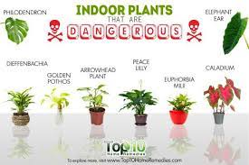 Plants Indoor Plants Poisonous