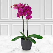 phalaenopsis orchid free uk delivery