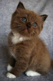 Search our free cat classifieds ads by owner. Kittens For Free Near Me Craigslist Cheap Online
