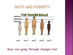 Penile Growth During Puberty 333 Comments