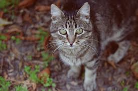 If your cat attacks wasps or other insects in your home, this is normal hunting behavior. Emergency Pet Care Stings And Bites In The Uk Protexin Vet