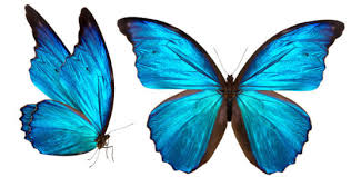 Image result for butterfly wings images
