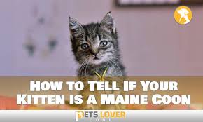 your kitten is a maine