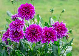 Explore stanley zimny (thank you for 54 million views)'s photos on flickr. Planting And Caring For The Dahlia Flower Floraqueen
