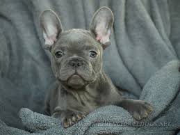 Looking for a french bulldog puppy? 10 Things You Didn T Know About The Blue French Bulldog