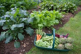 Vegetable Garden Balcony Garden