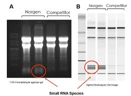 total rna isolation no size bias for ngs