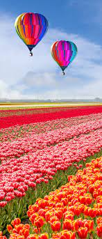 Maybe you would like to learn more about one of these? Keukenhof Gardens Netherlands Hot Air Ballon Hot Air Balloon Beautiful Gardens