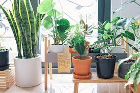 16 Indoor Plants That Produce The Most