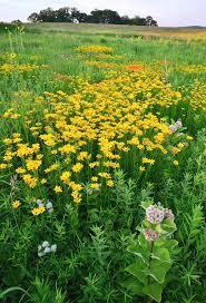 A field guide to the wildflowers and prairie grasses of illinois and the midwest. Illinois Prairie Wildflowers Photograph By Ray Mathis