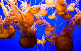 jellyfish shaped umbrella poisonous