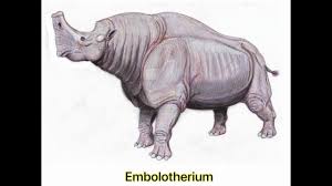 This resembles a battering ram, hence the name embolotherium. Rhinoceros Evolution Youtube