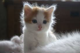 kitten on fluffy carpet