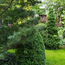 8 types of spruce trees for your yard