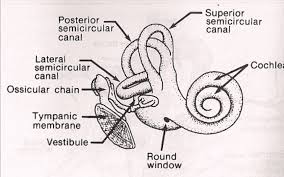 The Inner Ear Cochlea Is Where Transduction Takes Place
