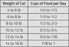 Amount Of Food To Feed A Cat Daily All About Foto Cute Cat