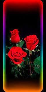 red rose rose wallpaper