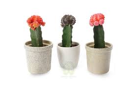 Rakhi return gifts for sister30 products. Buy Cactus Plants Online Cactus Plants In Delhi Get Cactus Plants At Home Green Decor