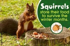 homemade squirrel repellents that are