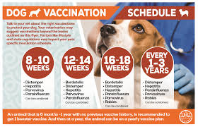 This periodical about the omnipresent topic of dog vaccinations and puppy vaccinations requires all your concentration, and more time than a coffee break. Vaccinations City Of Aurora