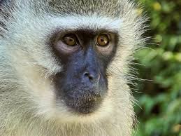 cute monkeys perceived as safer but in
