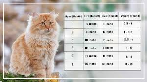 maine kitten size and weight chart