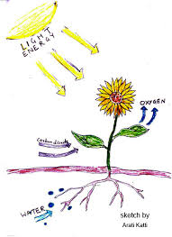 Photosynthesis Explained With A Diagram