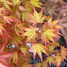 anese maple trees seattle s