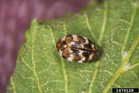 pest watch carpet beetles gardening