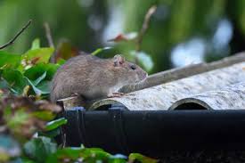 How To Get Rid Of Roof Rats Forbes Home