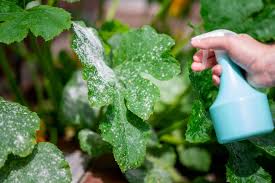 prevent powdery mildew on squash plants