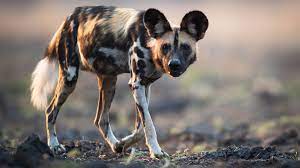 How Painted Dogs Became Safari's Hottest Sighting