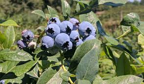1 cup organic blueberries nutrition facts