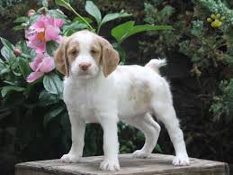 The brittany (or brittany spaniel) is a compact, closely knit dog of medium size, and leggy in appearance. Lexi Brittany Spaniel Puppy For Sale In Christiana Pa Happy Valentines Day Happyvalentinesday2016i