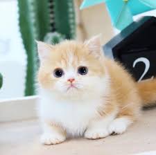 Our munchkins are very affordable until you may be asking yourself why we may be giving our lovely munchkin cat for sale at a low cost. Tica Registered Munchkin Kittens For Sale Munchkin Kittens Cattery