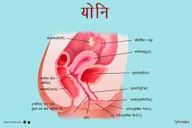 वैजाइना और वल्वा (महिला शरीर रचना विज्ञान): इमेज, पार्ट्स, फंक्शन्स, और  समस्याएं