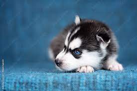 a beautiful husky puppy with pretty