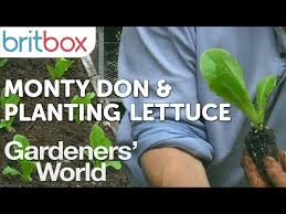 planting lettuce gardeners world