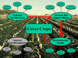 Breaking It Down Why Cover Crops Kick A Part 2 Dirty