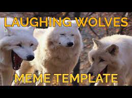 Laughing wolves meme is newest funny animal meme. Laughing Wolves Know Your Meme